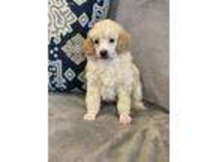Mutt Puppy for sale in Monroe, NC, USA