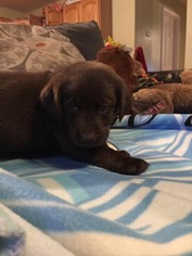 Labrador Retriever Puppy for sale in Pittsfield, NH, USA
