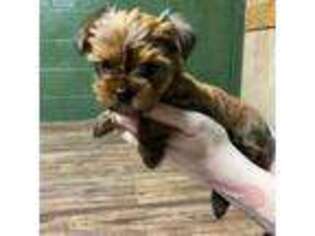Yorkshire Terrier Puppy for sale in Jacksonville, TX, USA