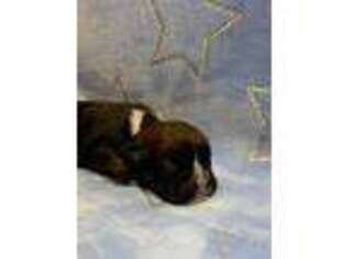 Bulldog Puppy for sale in Hackett, AR, USA