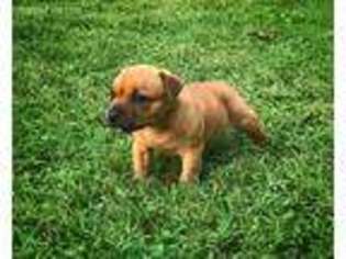 Staffordshire Bull Terrier Puppy for sale in Columbus, NC, USA