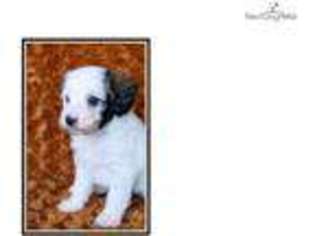 Mutt Puppy for sale in Texarkana, AR, USA
