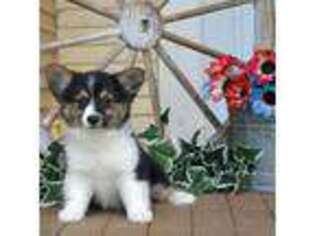 Pembroke Welsh Corgi Puppy for sale in Canton, TX, USA