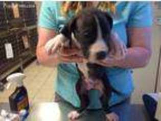 Great Dane Puppy for sale in Georgetown, IN, USA