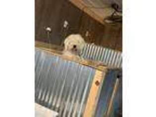 Komondor Puppy for sale in Dale, IN, USA