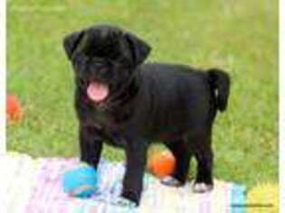 Pug Puppy for sale in Norman, OK, USA