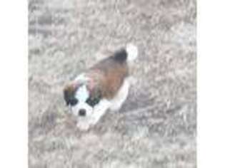 Saint Bernard Puppy for sale in Moline, KS, USA