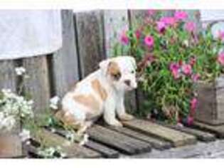 Bulldog Puppy for sale in West Lafayette, OH, USA