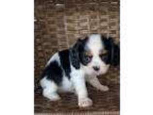 Cavalier King Charles Spaniel Puppy for sale in Columbus, MS, USA