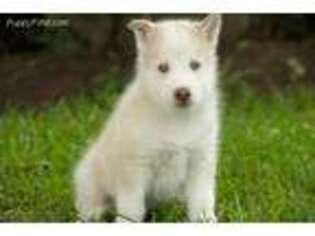 Siberian Husky Puppy for sale in Houston, TX, USA