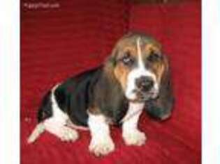 Basset Hound Puppy for sale in Cottonwood, CA, USA