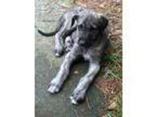 Irish Wolfhound Puppy for sale in Lugoff, SC, USA