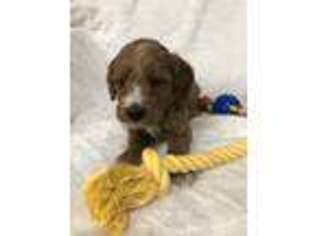 Goldendoodle Puppy for sale in Middlebury, IN, USA