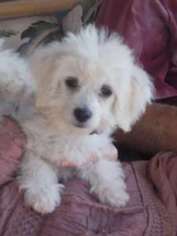Cavachon Puppy for sale in Vista, CA, USA