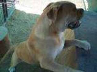 Alapaha Blue Blood Bulldog Puppy for sale in Ironton, MO, USA