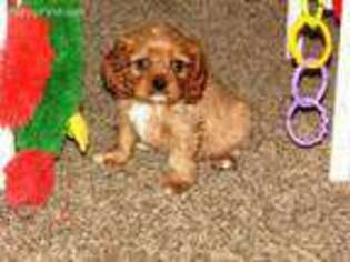 Cavalier King Charles Spaniel Puppy for sale in Harvard, IL, USA
