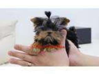 Yorkshire Terrier Puppy for sale in Burnsville, NC, USA
