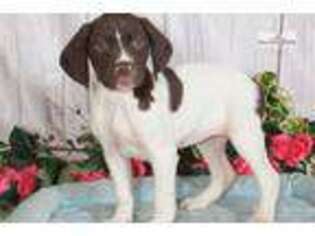 German Shorthaired Pointer Puppy for sale in Williamsport, PA, USA