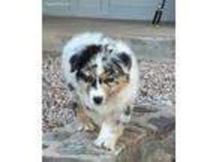 Australian Shepherd Puppy for sale in Saint David, AZ, USA
