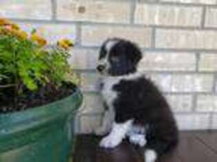 Border Collie Puppy for sale in Laneville, TX, USA