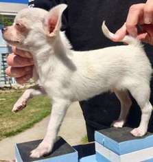 Chihuahua Puppy for sale in Winchester, CA, USA