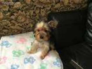 Yorkshire Terrier Puppy for sale in San Antonio, TX, USA