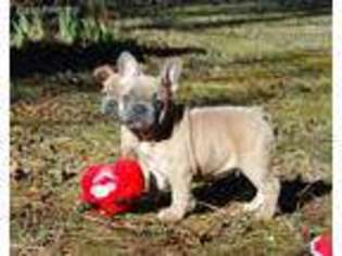 French Bulldog Puppy for sale in Gloster, MS, USA