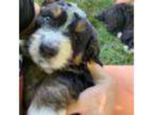 Mutt Puppy for sale in Lebanon, PA, USA
