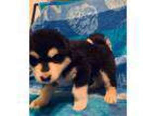 Alaskan Malamute Puppy for sale in Steger, IL, USA