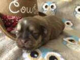 Mutt Puppy for sale in Selmer, TN, USA