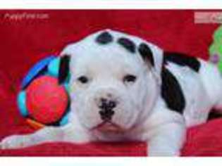 Alapaha Blue Blood Bulldog Puppy for sale in Scottsdale, AZ, USA