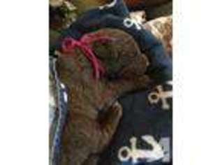 Chesapeake Bay Retriever Puppy for sale in MC CLELLANVILLE, SC, USA