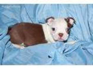 Boston Terrier Puppy for sale in Niles, OH, USA