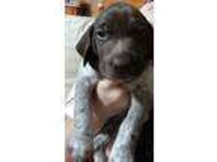 German Shorthaired Pointer Puppy for sale in Christiansburg, VA, USA