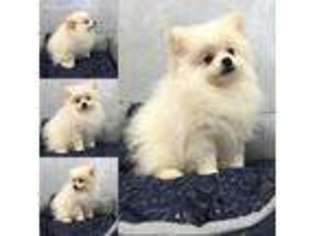 Pomeranian Puppy for sale in Merrillville, IN, USA