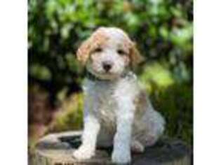 Cavapoo Puppy for sale in Arlington, WA, USA