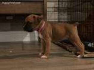 Boxer Puppy for sale in Manteca, CA, USA