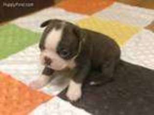 Boston Terrier Puppy for sale in Bonneau, SC, USA