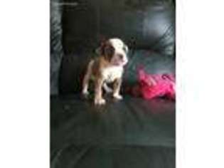 Olde English Bulldogge Puppy for sale in Bulverde, TX, USA