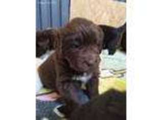 Newfoundland Puppy for sale in Harrisburg, IL, USA