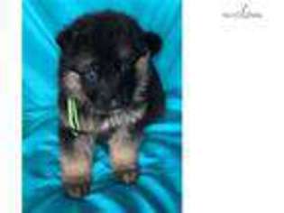 German Shepherd Dog Puppy for sale in Helena, MT, USA