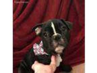 French Bulldog Puppy for sale in Etters, PA, USA