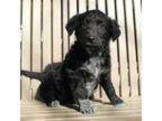 Mutt Puppy for sale in Newark, NJ, USA