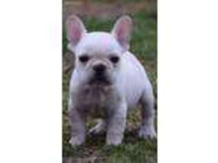 French Bulldog Puppy for sale in Burgettstown, PA, USA