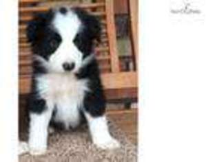 Border Collie Puppy for sale in Phoenix, AZ, USA