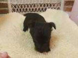 Scottish Terrier Puppy for sale in Burlington, NC, USA