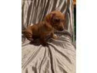 Dachshund Puppy for sale in Brooklyn, NY, USA