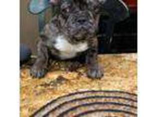 French Bulldog Puppy for sale in Pascoag, RI, USA