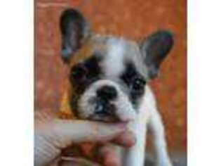 French Bulldog Puppy for sale in La Grange, CA, USA