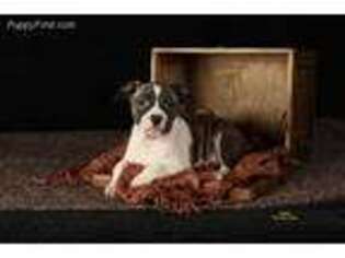 American Staffordshire Terrier Puppy for sale in Maple Valley, WA, USA